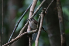 Muscicapa muttui