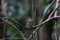 Muscicapa muttui