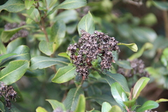Escallonia bifida