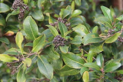 Escallonia bifida