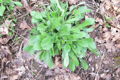 Leucanthemum vulgare