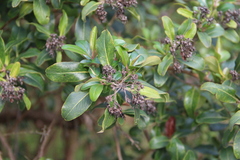 Escallonia bifida