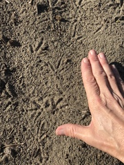 Callipepla californica