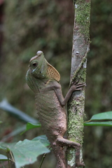 Lyriocephalus scutatus