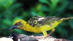 Ploceus cucullatus spilonotus