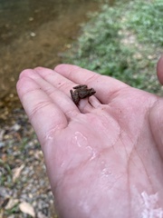 Microhyla