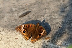 Junonia neildi