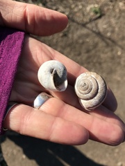 Helminthoglypta stiversiana