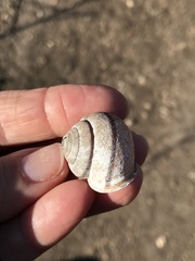 Helminthoglypta stiversiana