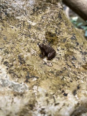 Microhyla