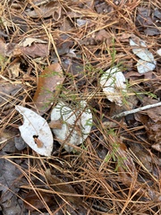 Chamaecyparis thyoides