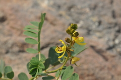 Senna italica