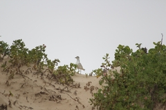 Charadrius marginatus
