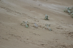 Charadrius marginatus