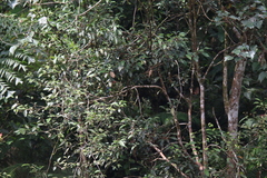 Pelargopsis capensis