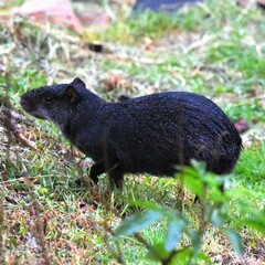 Dasyprocta fuliginosa