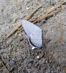 Celastrina philippina