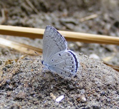Celastrina philippina