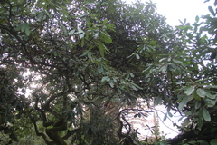 Photinia serrulata