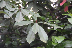 Photinia serrulata