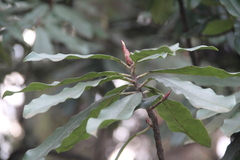 Photinia serrulata