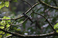 Hypsipetes ganeesa