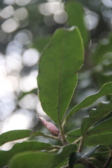 Photinia serrulata