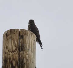Falco columbarius suckleyi