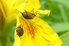 Mononychus punctumalbum