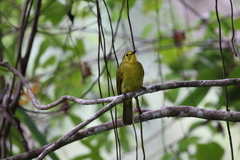 Iole indica