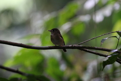 Muscicapa muttui