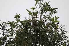 Ocyceros gingalensis