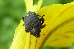 Mononychus punctumalbum