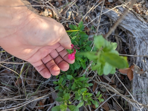 Image of Salvia greggii by (c) Cleveland Powell, some rights reserved (CC BY)