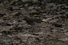 Geokichla spiloptera