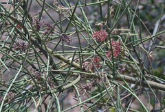 Prosopis sericantha