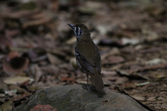 Geokichla spiloptera