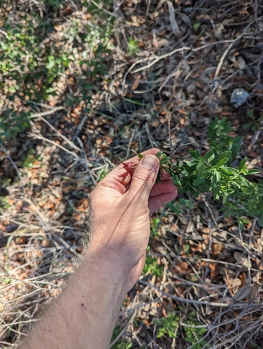 Image of Salvia greggii by (c) Cleveland Powell, some rights reserved (CC BY)