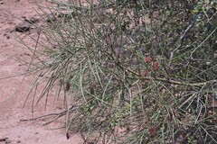 Prosopis sericantha