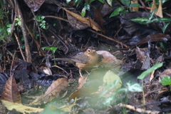 Pellorneum fuscocapillus