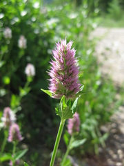 Agastache urticifolia