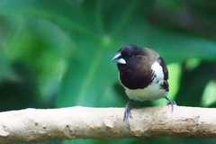 Spermestes cucullata scutata