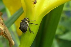 Mononychus punctumalbum