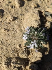 Langloisia setosissima setosissima