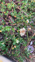 Eriogonum parvifolium