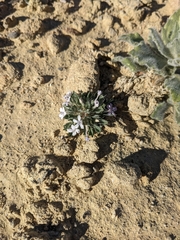 Langloisia setosissima setosissima