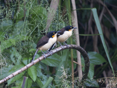 Donacobius atricapilla