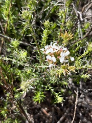 Disparago ericoides