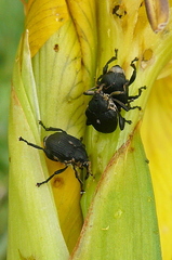 Mononychus punctumalbum