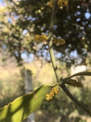 Phoradendron brachystachyum